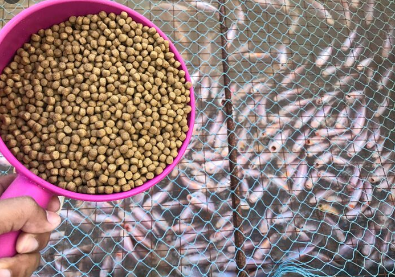 Main Raw Materials Used in Aquatic Feed Production